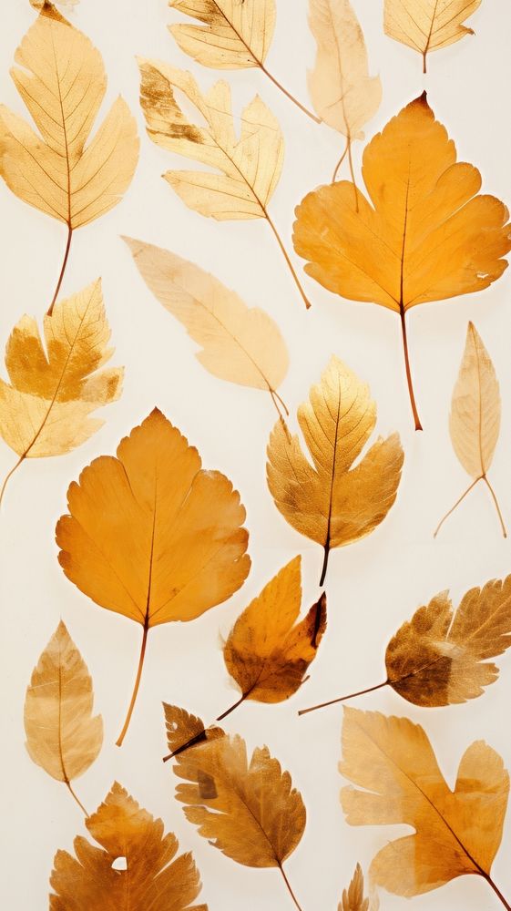 Real pressed gold autumn leaves backgrounds plant leaf.