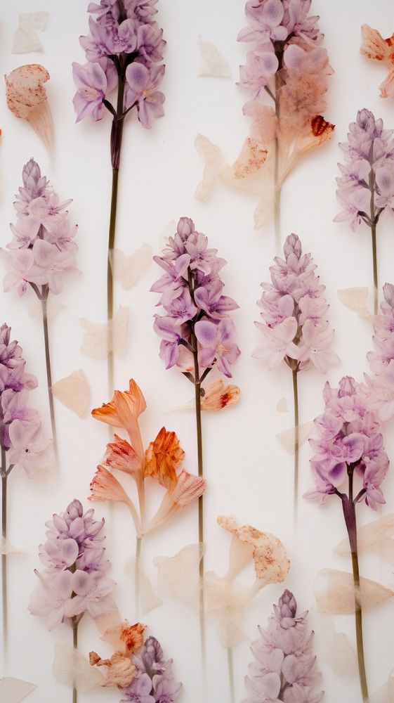 Real pressed hyacinth flowers backgrounds lavender blossom.