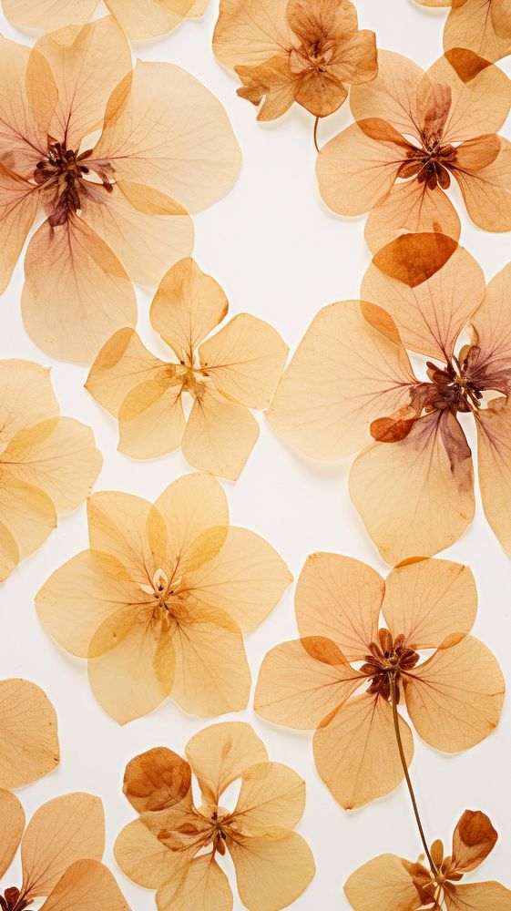 Real pressed hydrangea flowers backgrounds pattern petal.