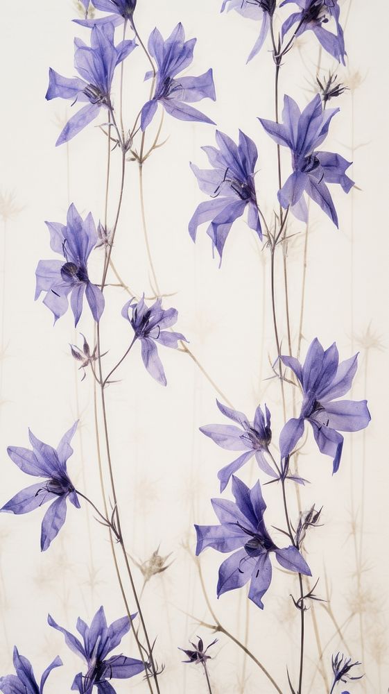 Real pressed larkspur flowers backgrounds lavender plant.