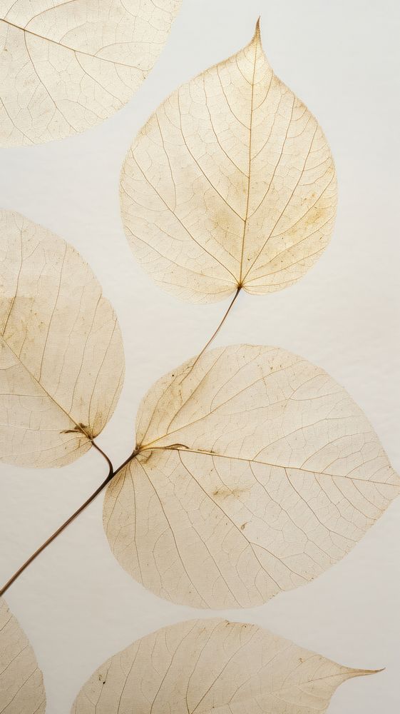Real pressed leaf backgrounds texture plant.