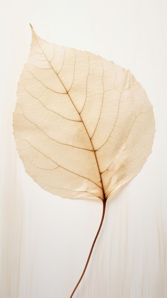 Real pressed leaf plant tree fragility.