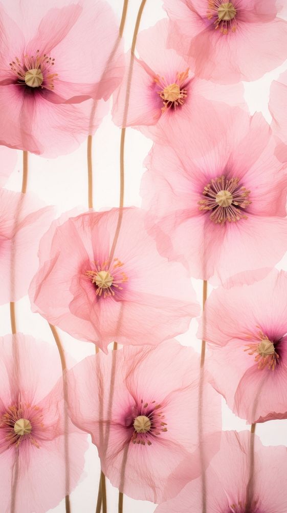 Real pressed pink poppy flowers backgrounds petal plant.
