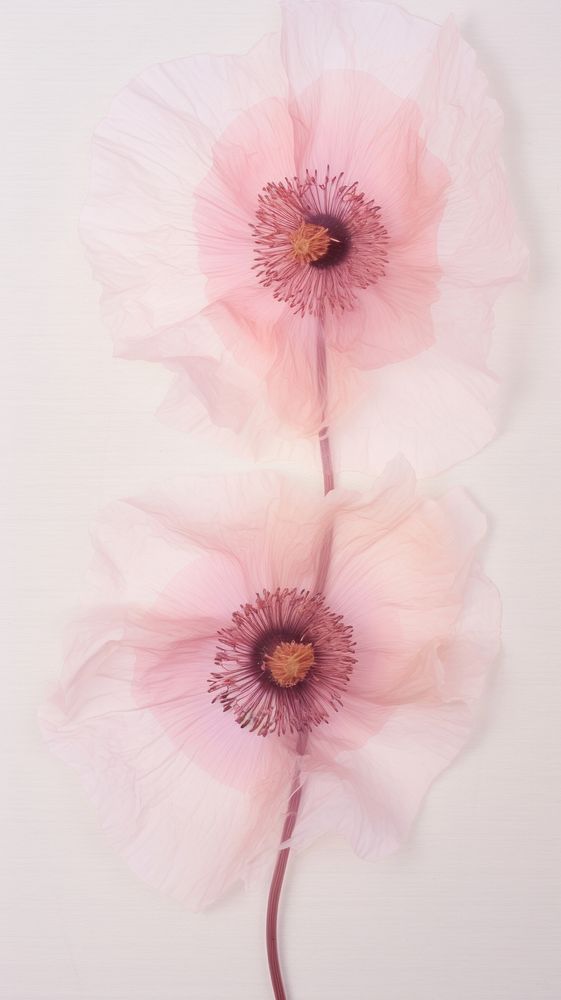Real pressed pink poppy flowers petal plant inflorescence.
