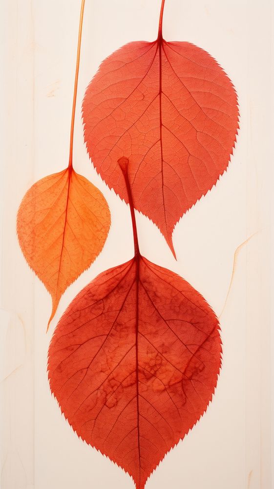 Real pressed red autumn leaves plant leaf hanging.