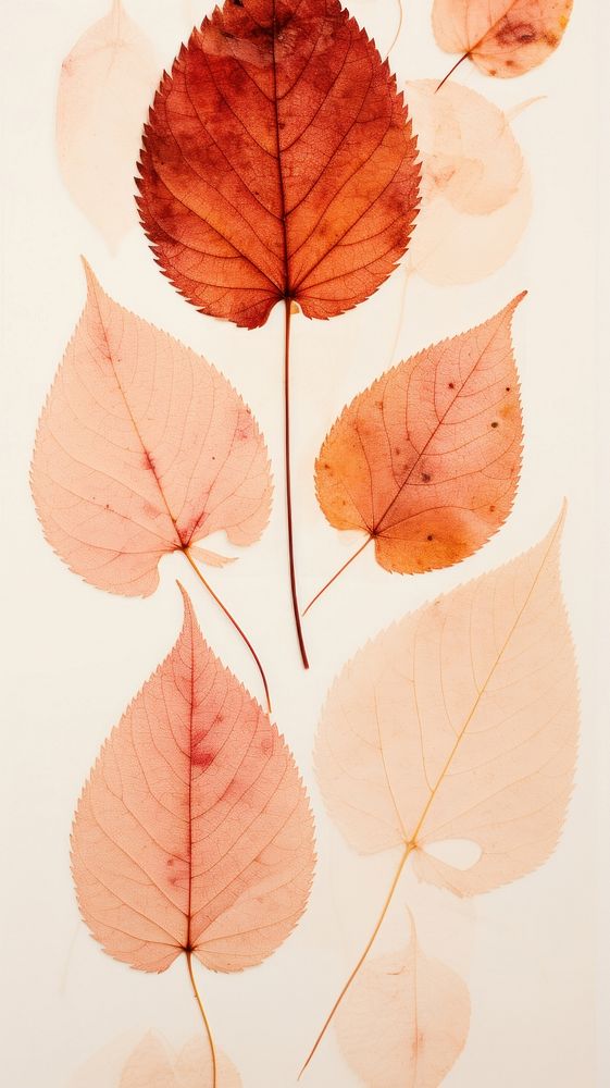 Real pressed red autumn leaves plant leaf fragility.
