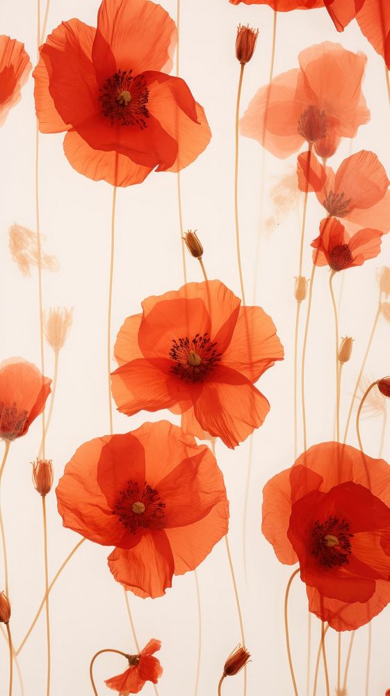 Real pressed red poppy flowers backgrounds petal plant.