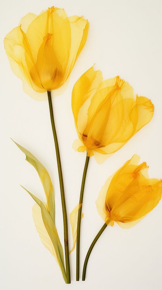 Real pressed yellow tulip flowers petal plant inflorescence.