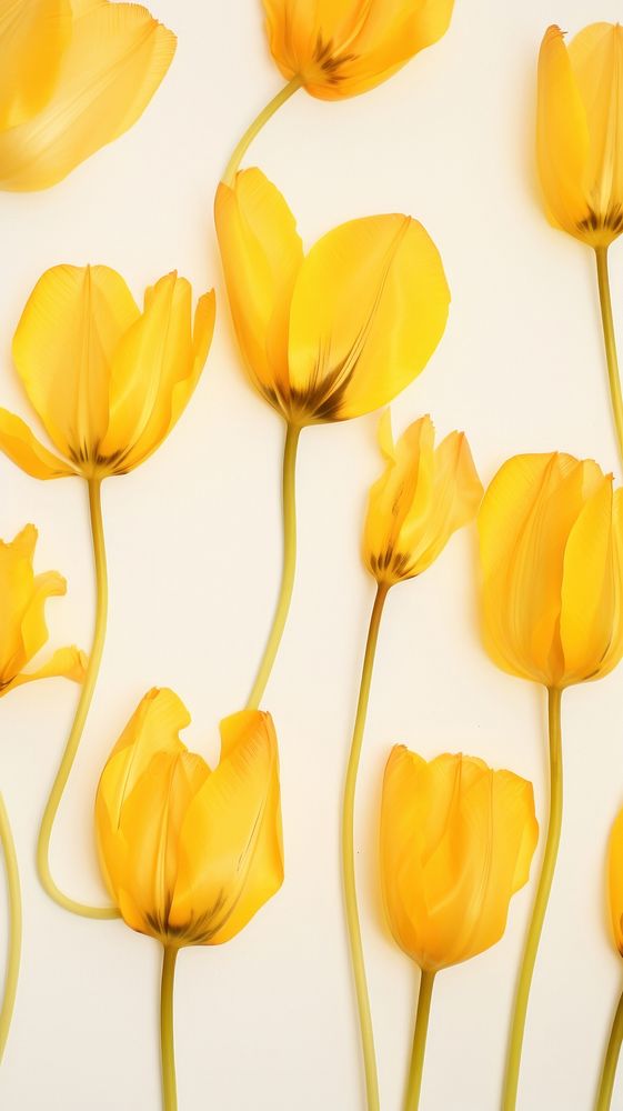 Real pressed yellow tulip flowers backgrounds petal plant.
