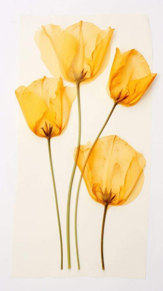 Real pressed yellow tulip flowers petal plant paper.