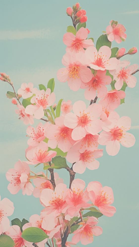 Cherry blossom flower plant petal.