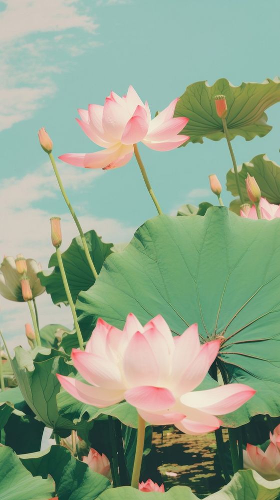Lotus outdoors nature flower.