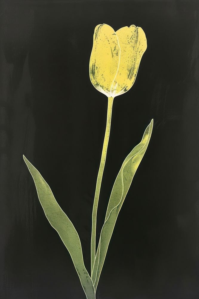 Silkscreen of a tulip flower nature yellow.