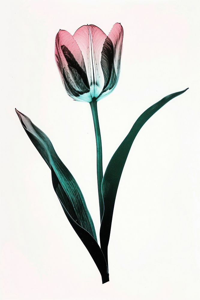 Silkscreen of a tulip flower nature petal.