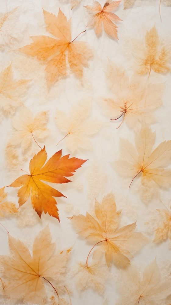 Pressed maple leaves backgrounds textured plant.