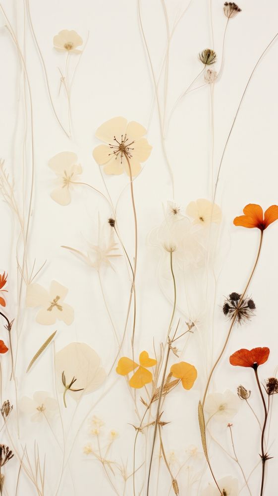 Pressed meadow flower backgrounds plant.