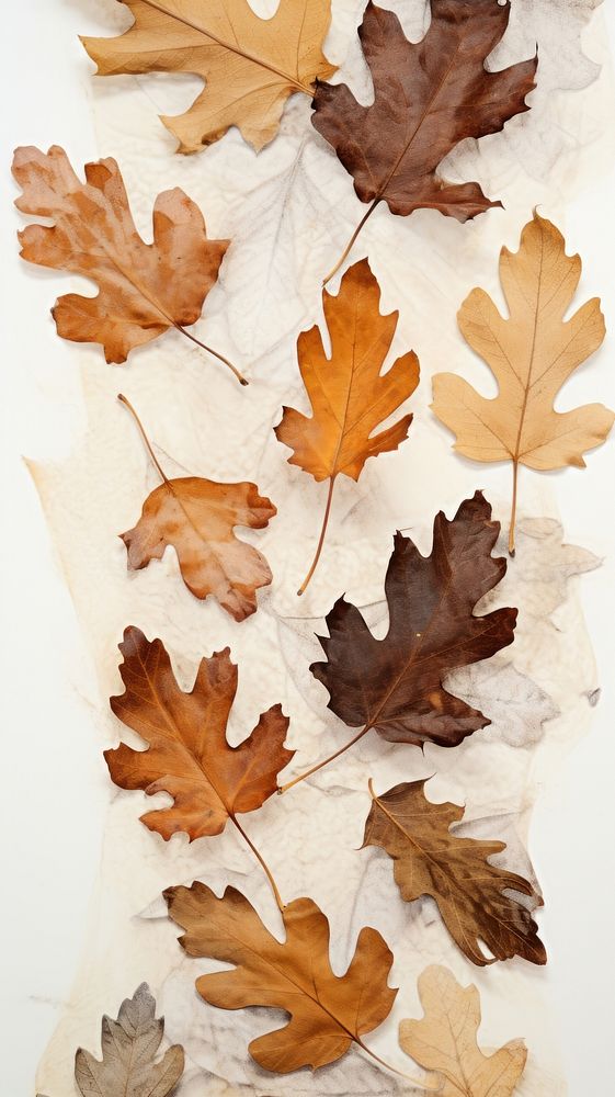 Pressed oak leaves backgrounds plant leaf.