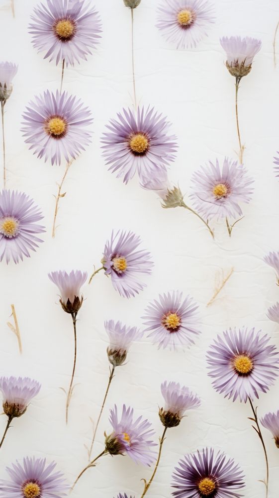 Pressed Asters flower aster backgrounds.