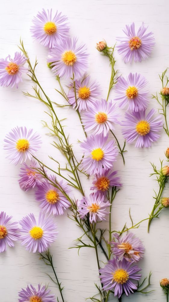 Pressed Asters flower aster backgrounds.