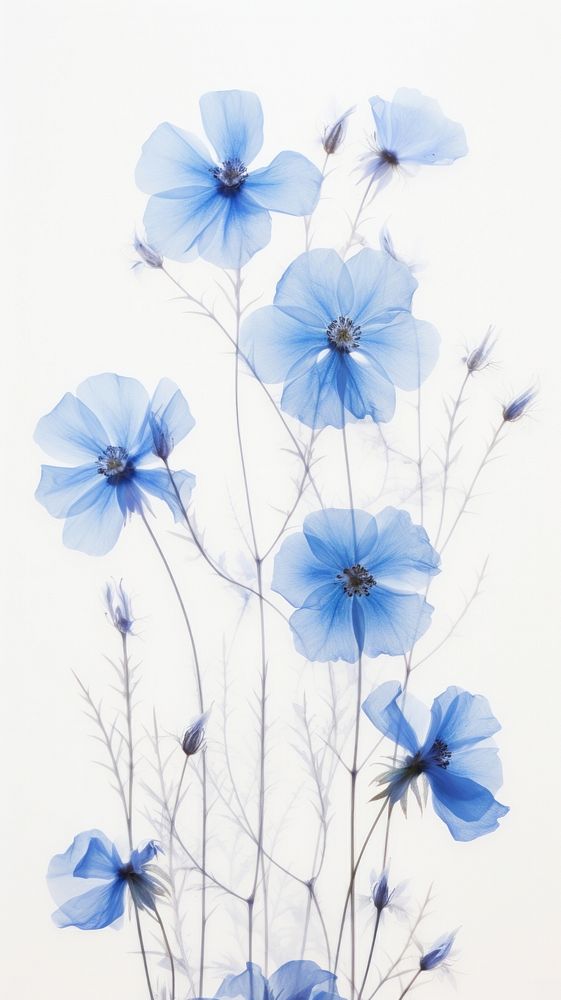 Pressed blue flowers nature petal plant.