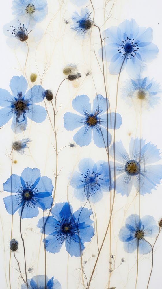Pressed blue flowers backgrounds pattern petal.