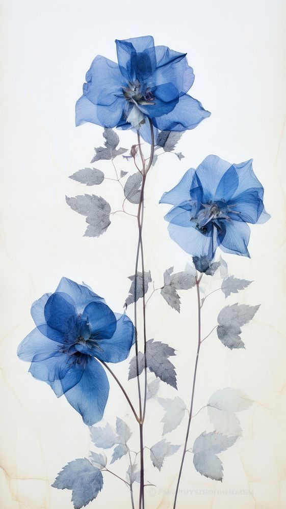 Pressed blue rose flowers plant petal art.