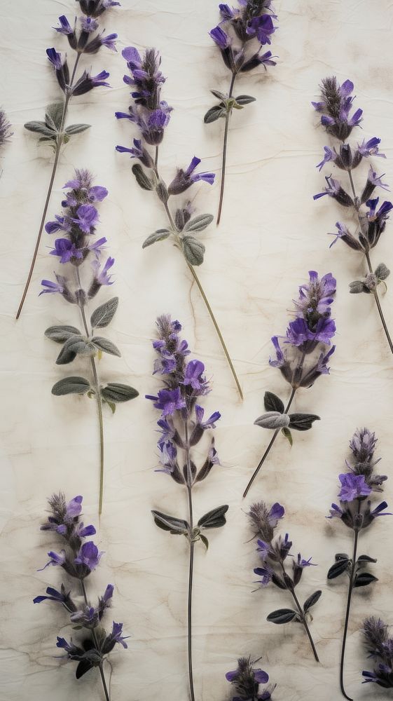 Pressed Catmint flower lavender plant.