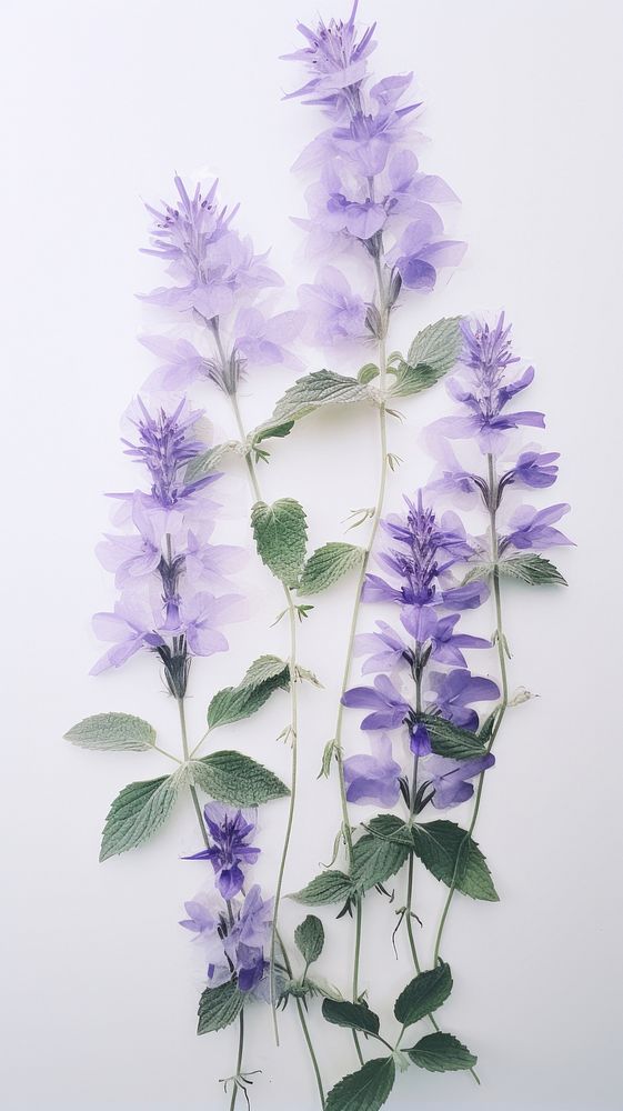 Pressed Catmint flower herbs lavender.