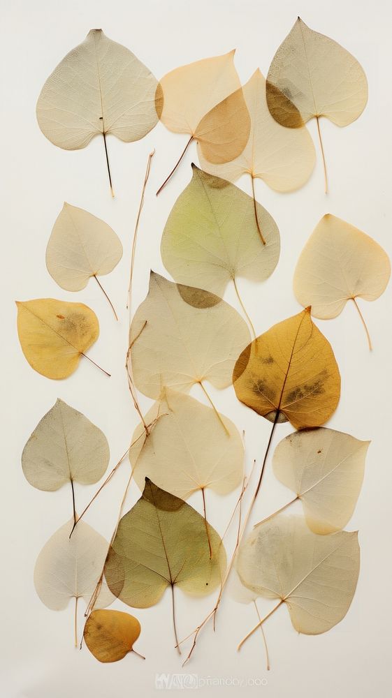 Pressed eucalyptus leaves flower plant leaf.