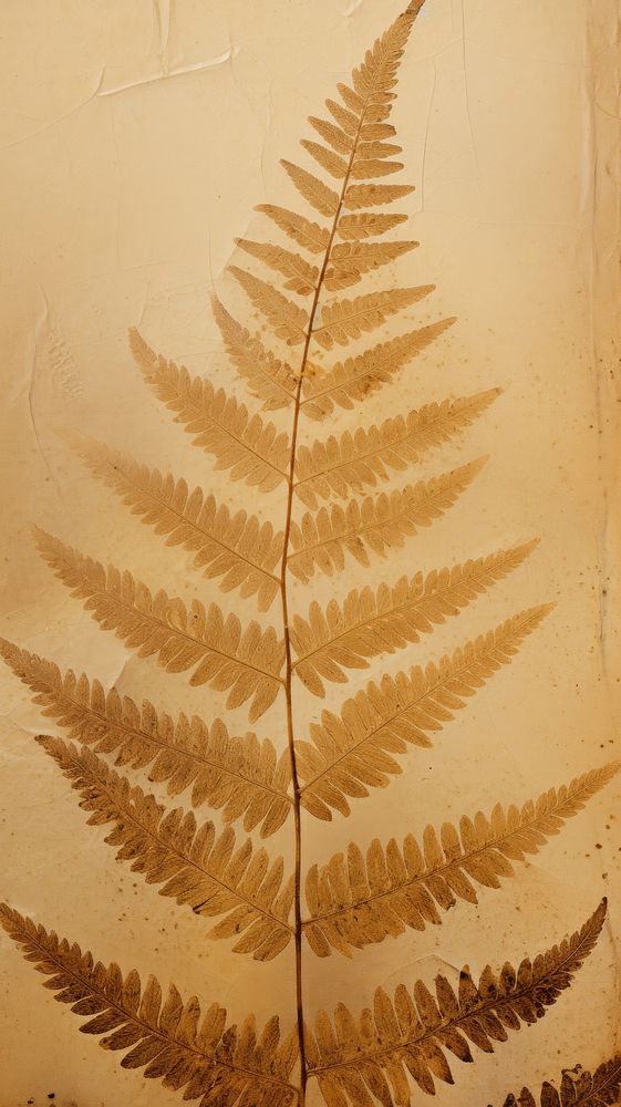 Pressed fern plant leaf wall.