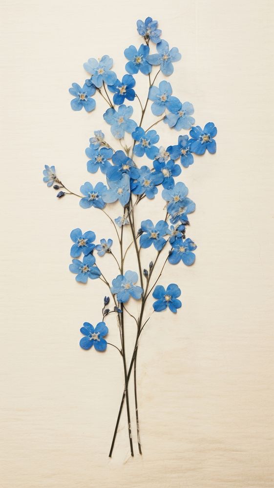 Pressed Forget-Me-Nots flower forget-me-not blossom.