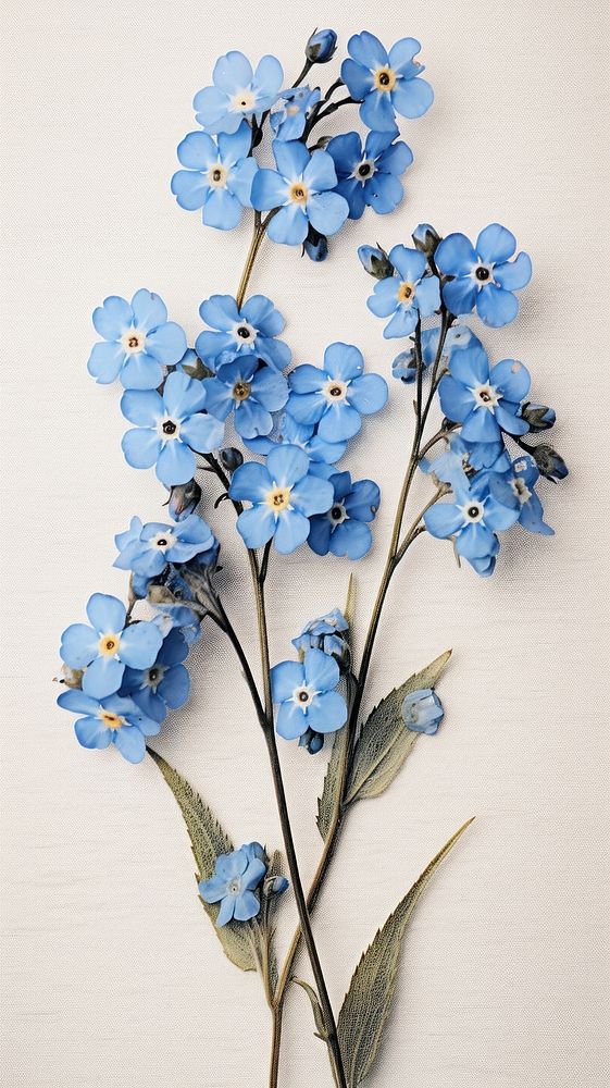 Pressed Forget-Me-Nots flower forget-me-not blossom.