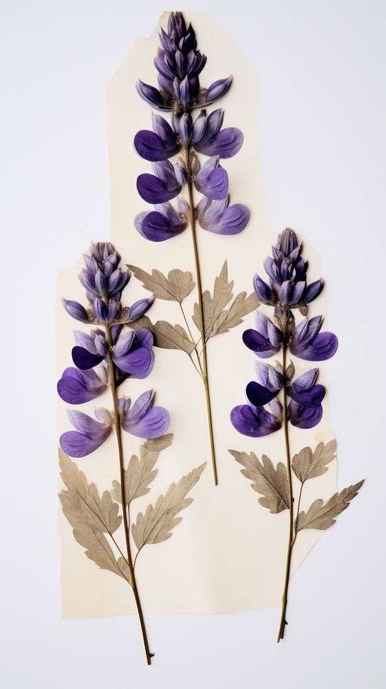 Pressed Lupine flower lavender purple.