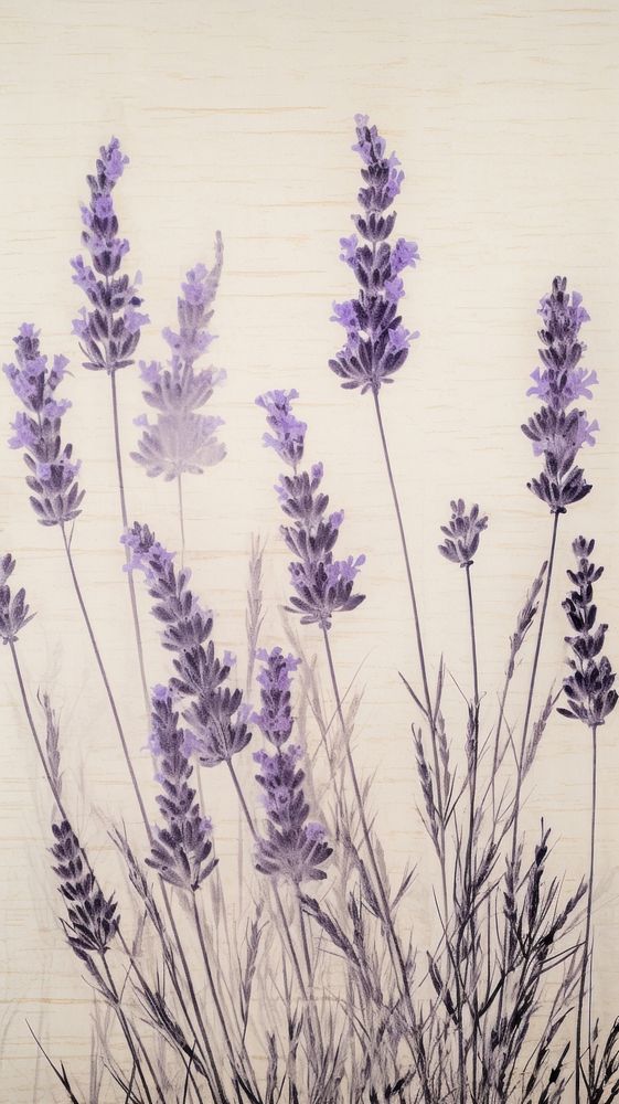 Pressed Lavender lavender flower backgrounds.