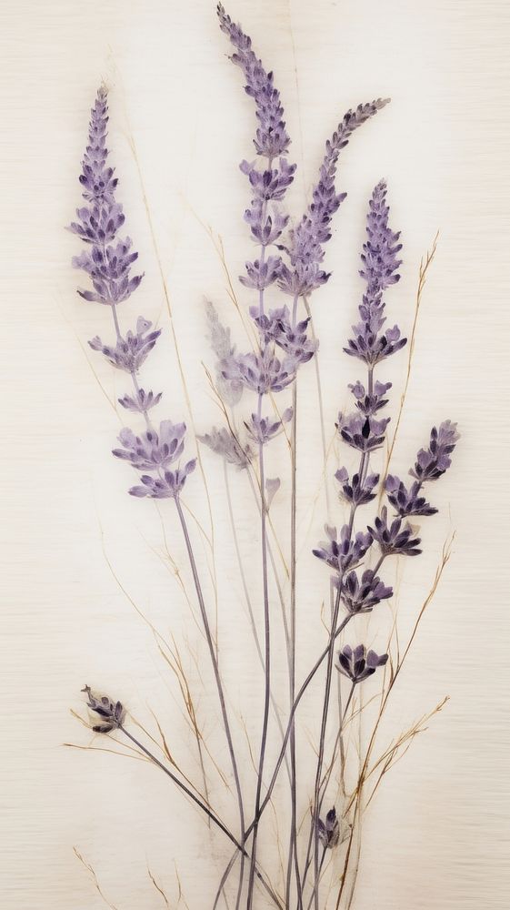 Pressed Lavender lavender flower plant.