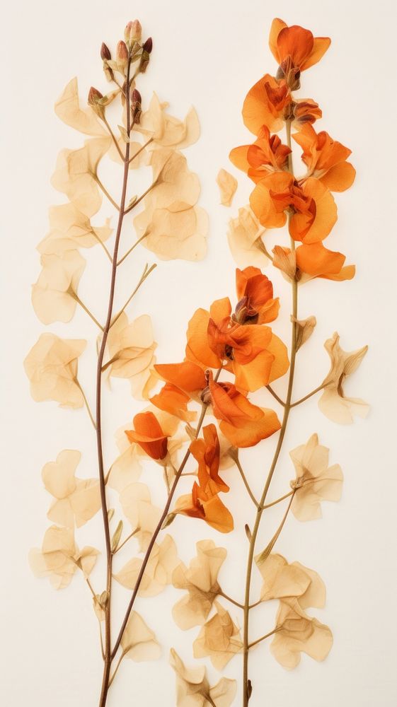 Pressed Snapdragon flower plant petal.