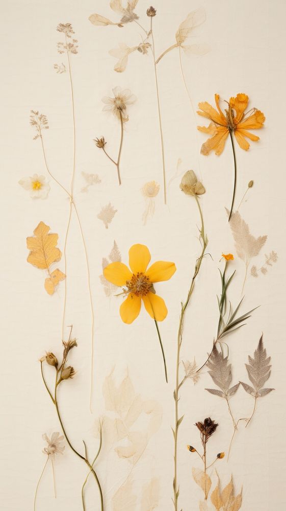Pressed spring flower wallpaper pattern.