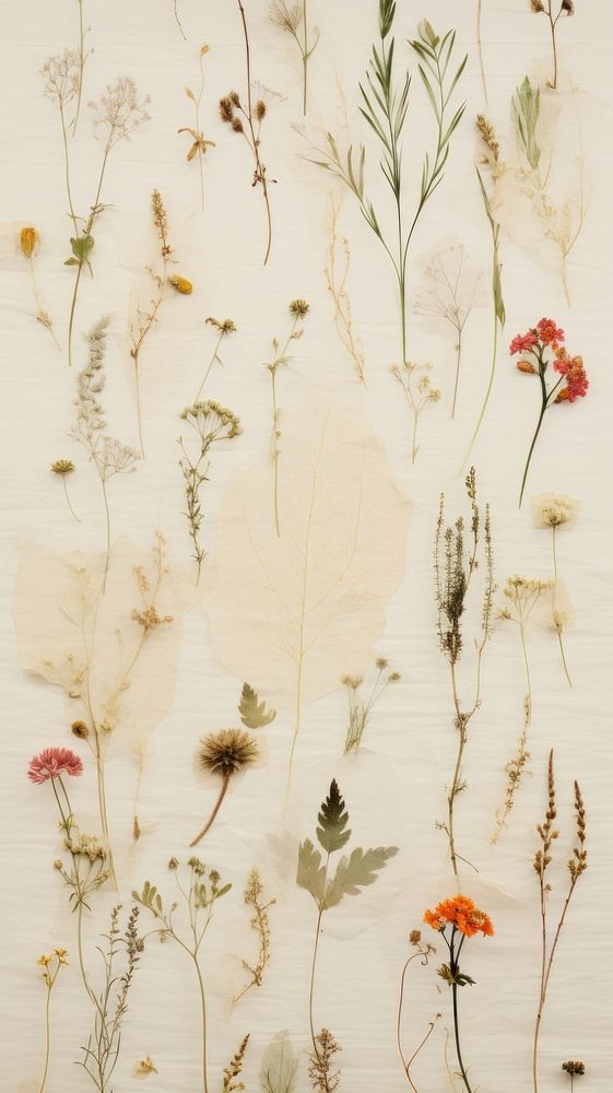Pressed wildflowers herbs wall backgrounds.