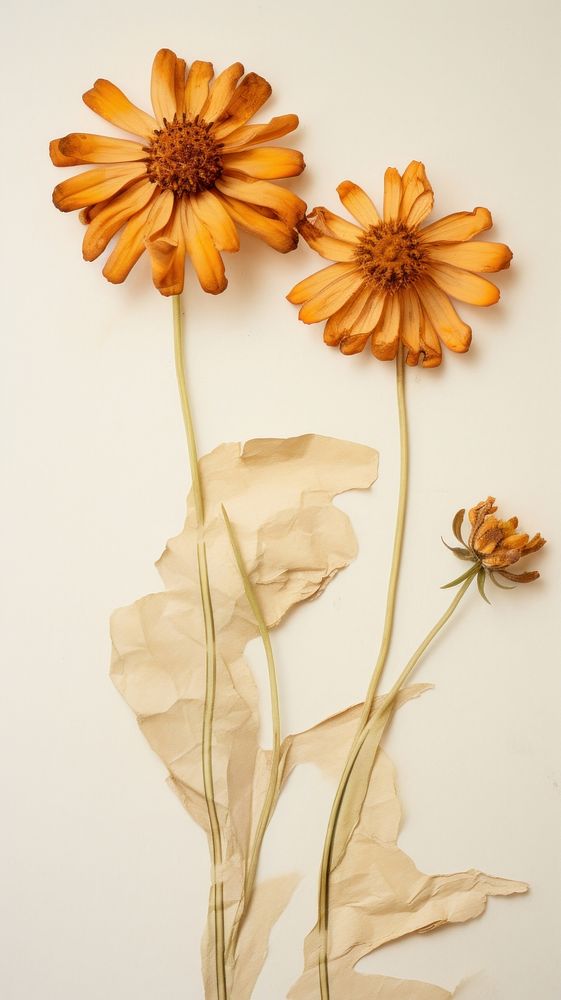 Pressed Zinnia flower petal plant. Premium Photo rawpixel