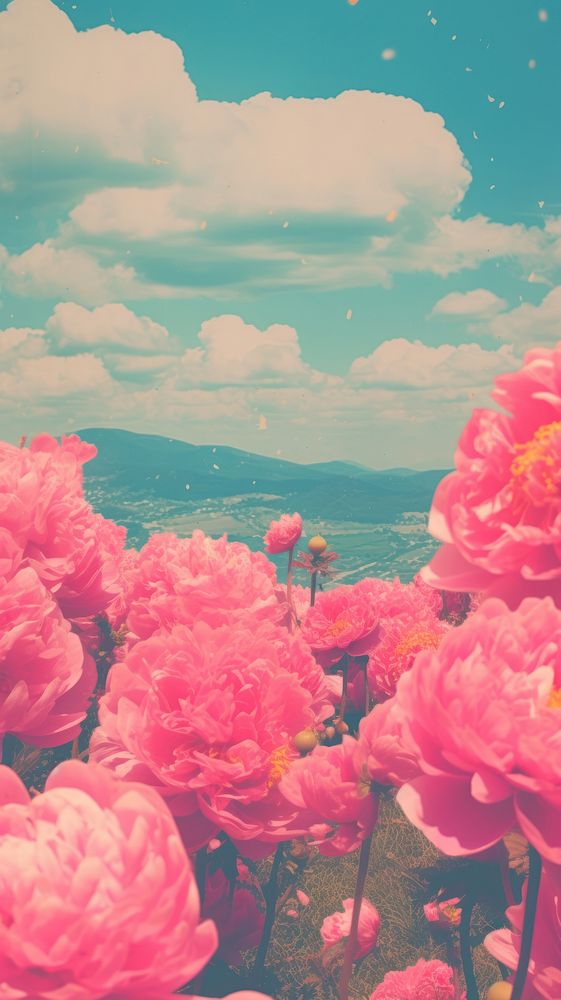 Peony field landscape outdoors nature.