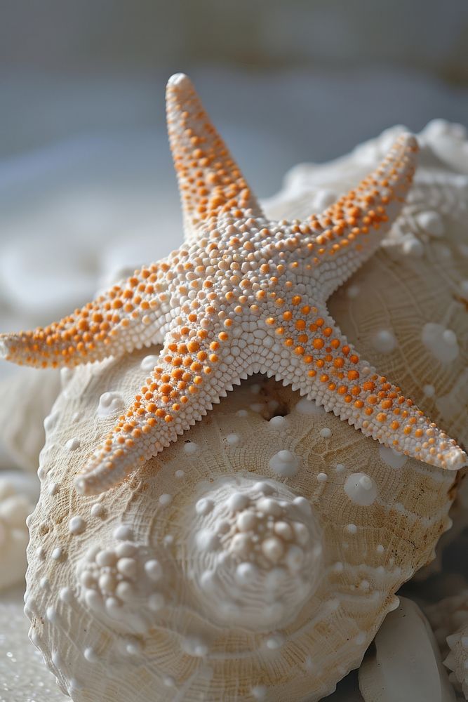 Photo of a starfish invertebrate underwater echinoderm.