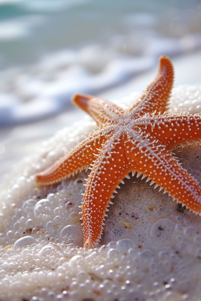 Photo of a starfish animal invertebrate underwater.