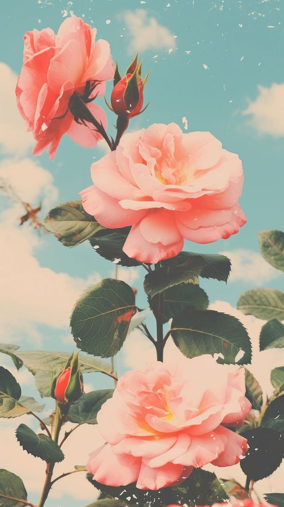 Rose outdoors blossom flower.