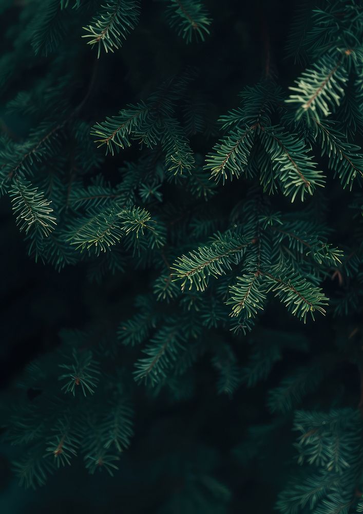 Pine leaves texture with small lights christmas plant green.