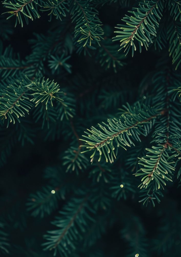 Pine leaves texture with small lights christmas plant green.