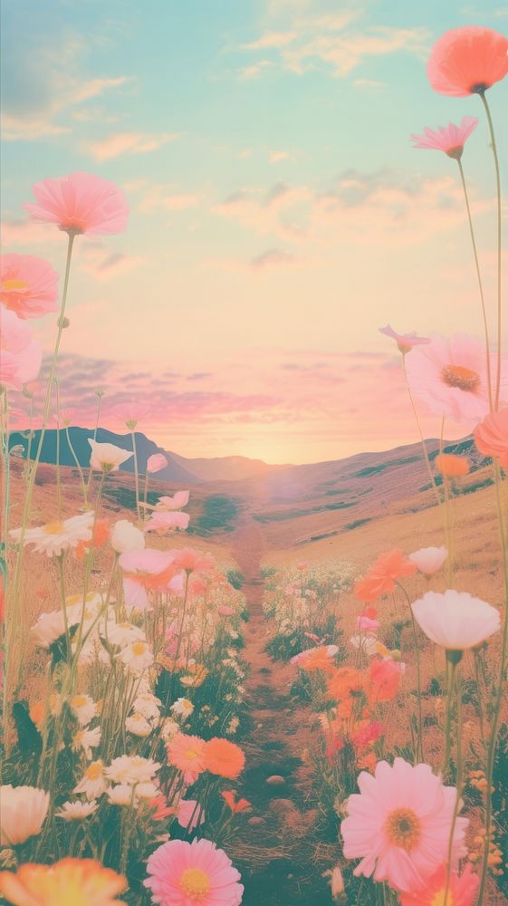 Sunset with field flower view landscape outdoors nature.