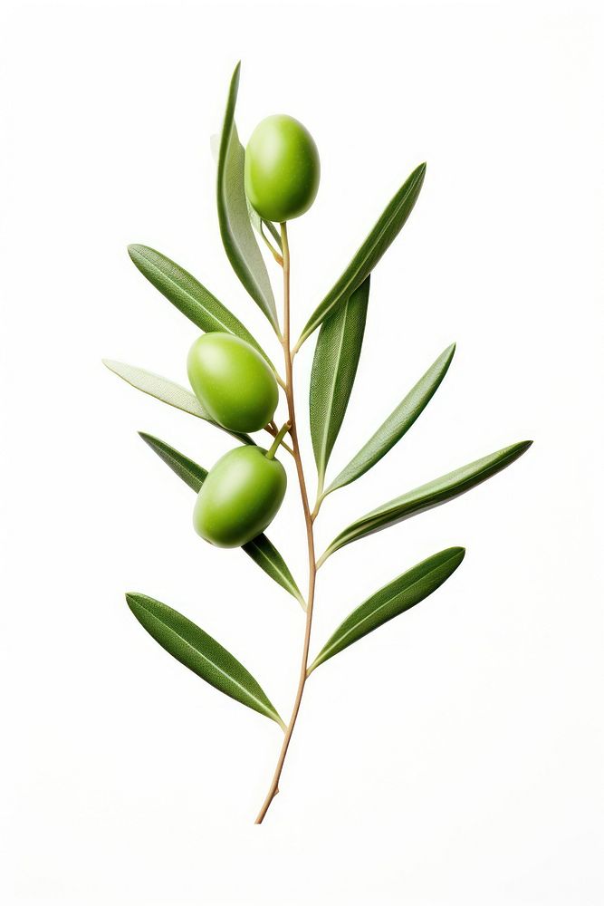 Olive leaves with olives branch plant leaf tree.