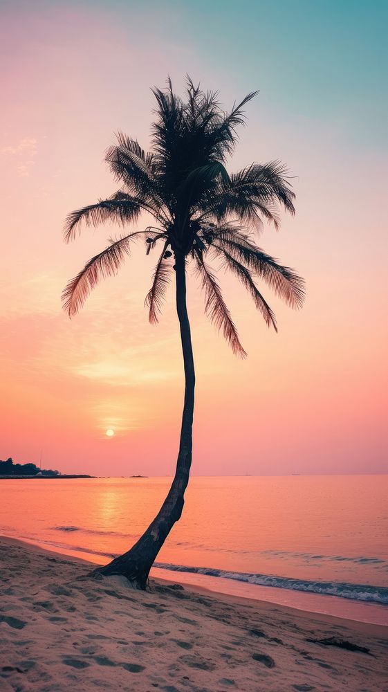 Sunset sky beach tree silhouette.