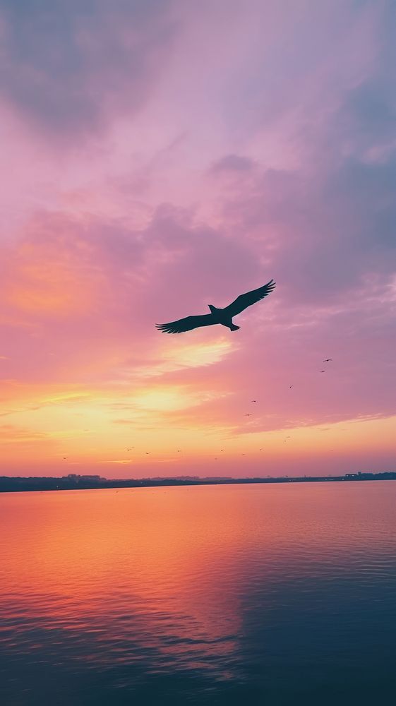 Sunset sky bird silhouette outdoors.
