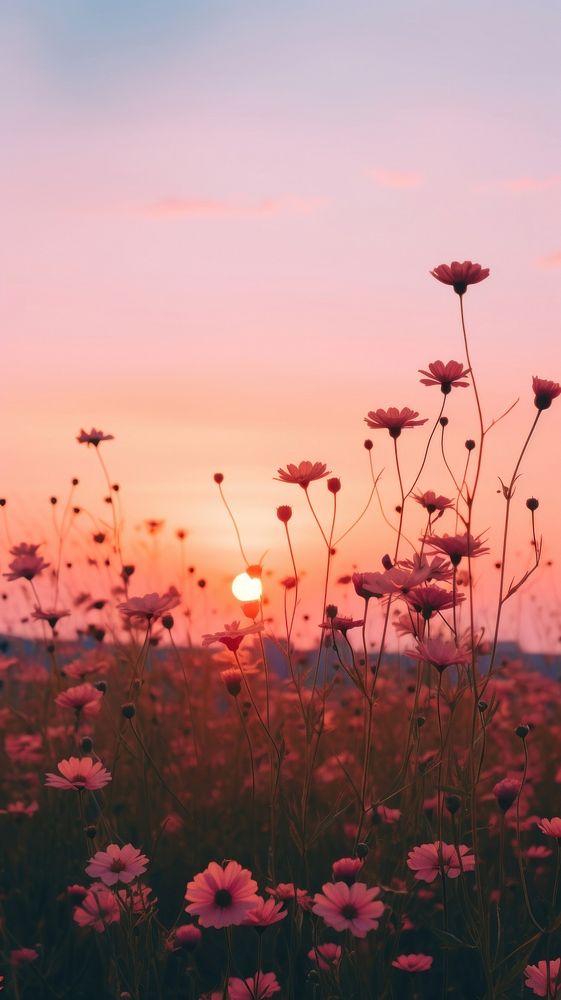 Sunset sky flower landscape outdoors.